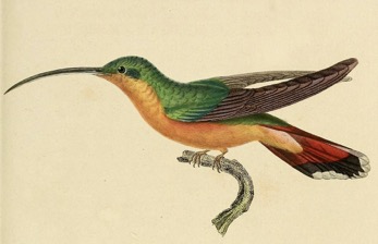 Gravure Colibri